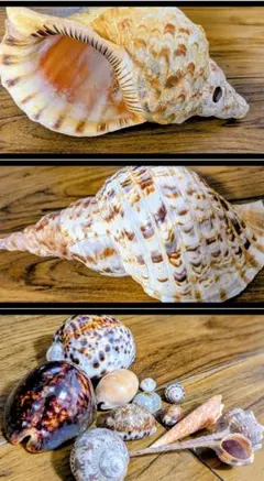 2026年最新】法螺貝の人気アイテム - メルカリ