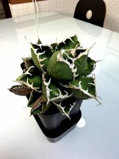 2026年最新】Cj plantsの人気アイテム - メルカリ