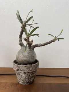 2026年最新】パキポディウム グラキリス 現地球の人気アイテム - メルカリ