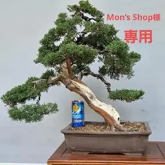 2026年最新】真柏 大品の人気アイテム - メルカリ