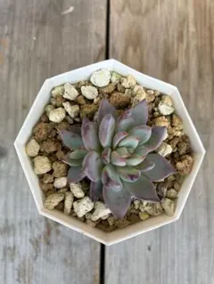 2026年最新】ミックスベリア 青鬼の人気アイテム - メルカリ