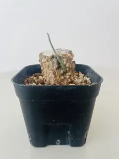 2026年最新】アデニア アクレアータの人気アイテム - メルカリ