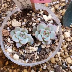 2026年最新】コロラータ 錦玉園の人気アイテム - メルカリ