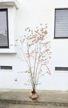 2026年最新】ドウダンツツジ 山採りの人気アイテム - メルカリ