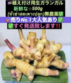 2026年最新】ガランガル 苗の人気アイテム - メルカリ