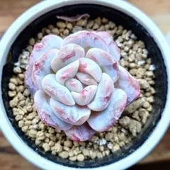 2026年最新】モンストローサの人気アイテム - メルカリ