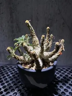 2026年最新】ドルステニア ラブラニーの人気アイテム - メルカリ