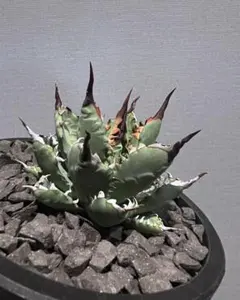 2026年最新】アガベ ネバデンシスの人気アイテム - メルカリ