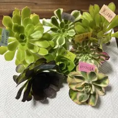 2026年最新】アエオニウムの人気アイテム - メルカリ