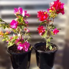 2026年最新】ブーゲンビリア 斑入りの人気アイテム - メルカリ