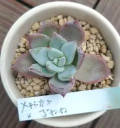 2026年最新】おらいさん苗 青札の人気アイテム - メルカリ