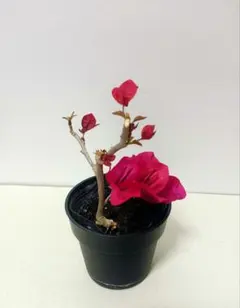 2026年最新】ブーゲンビリア 盆栽の人気アイテム - メルカリ