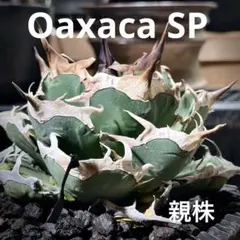 2026年最新】オアハカ オテロイ 現地球の人気アイテム - メルカリ