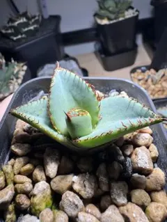 2026年最新】オテロイ 選抜の人気アイテム - メルカリ