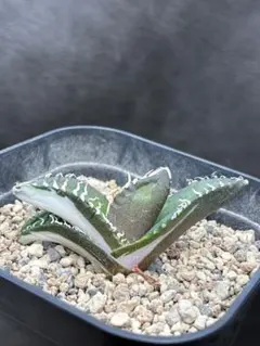 2026年最新】アガベ sad 錦の人気アイテム - メルカリ