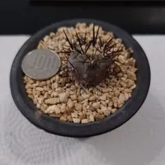 2026年最新】黒王丸 カキコの人気アイテム - メルカリ