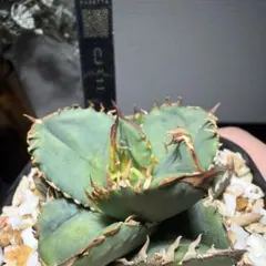 2026年最新】CJ special アガベの人気アイテム - メルカリ