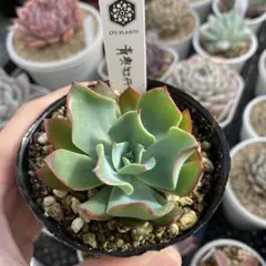 2026年最新】青典牡丹の人気アイテム - メルカリ