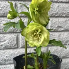 2026年最新】クリスマスローズ 利休の人気アイテム - メルカリ