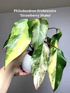 2026年最新】フィロデンドロン ストロベリーシェイクの人気アイテム