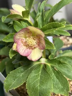 2026年最新】蜃気楼 クリスマスローズの人気アイテム - メルカリ