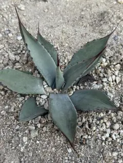 2026年最新】アガベ 吉祥天 パリーの人気アイテム - メルカリ