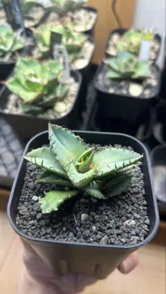 2026年最新】オアハカ 子株の人気アイテム - メルカリ