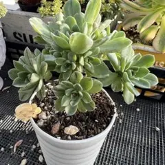 2026年最新】多肉アエオニウムの人気アイテム - メルカリ