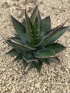 2026年最新】アガベ モンタナの人気アイテム - メルカリ