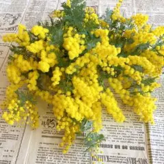 2026年最新】ミモザ枝の人気アイテム - メルカリ