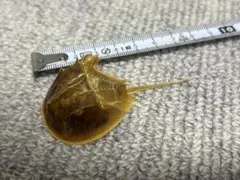 2026年最新】カブトガニ 標本の人気アイテム - メルカリ