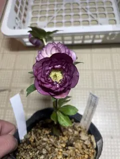 2026年最新】加藤農園さん苗の人気アイテム - メルカリ