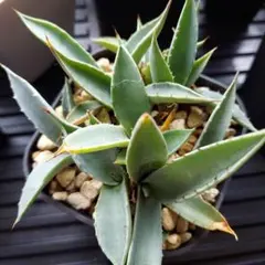 2026年最新】アガベ 吉祥天 パリーの人気アイテム - メルカリ