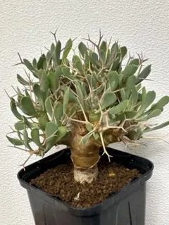 2026年最新】オトンナ ユーフォルビオイデスの人気アイテム - メルカリ