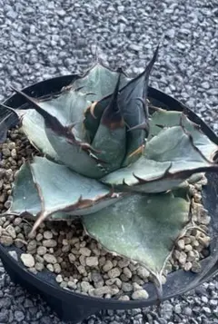 2026年最新】アガベ 犀牛の人気アイテム - メルカリ