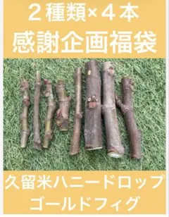 2026年最新】いちじく 穂木の人気アイテム - メルカリ