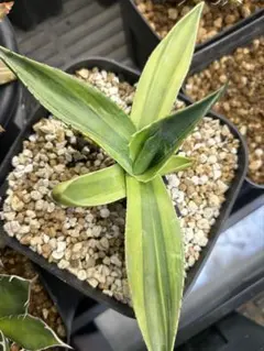 2026年最新】オバティフォリア 斑の人気アイテム - メルカリ