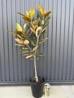 2026年最新】タイサンボク リトルジェム 苗の人気アイテム - メルカリ