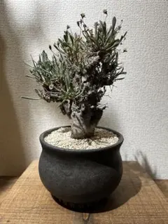 2026年最新】福井亜紀の人気アイテム - メルカリ