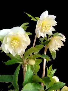 2026年最新】大木ナーサリー クリスマスローズの人気アイテム - メルカリ