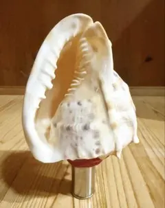 2026年最新】ミニ法螺貝の人気アイテム - メルカリ