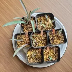 2026年最新】アガベまとめ売りの人気アイテム - メルカリ