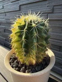 2026年最新】サボテン 金鯱の人気アイテム - メルカリ