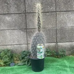 2026年最新】ガラパゲイアの人気アイテム - メルカリ