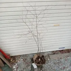 2026年最新】山採り ツツジの人気アイテム - メルカリ