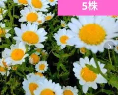 2026年最新】ノースポール苗の人気アイテム - メルカリ