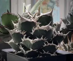 2026年最新】アガベ チタノタ 狼人の人気アイテム - メルカリ