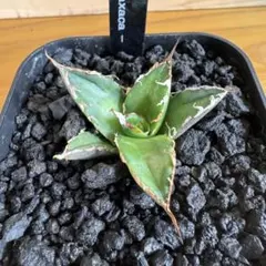 2026年最新】オアハカ 子株の人気アイテム - メルカリ