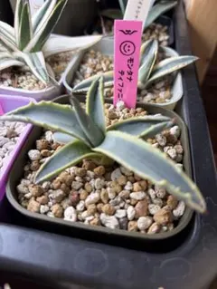 2026年最新】アガベ モンタナ ティファニーの人気アイテム - メルカリ