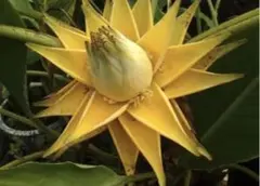 2026年最新】地湧金蓮の人気アイテム - メルカリ